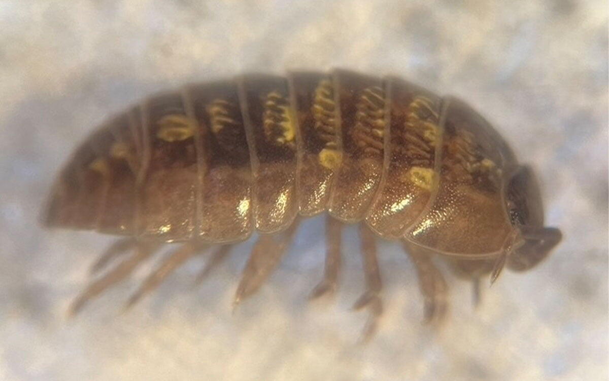 研究イメージ画像