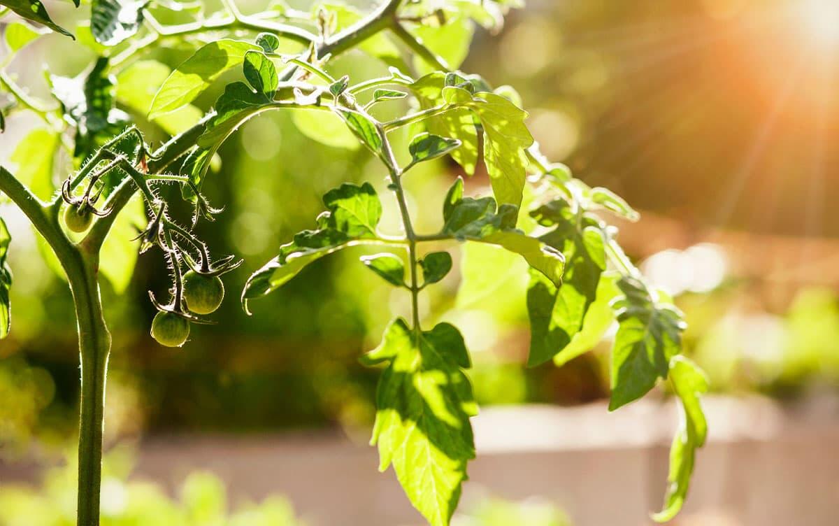 研究イメージ画像