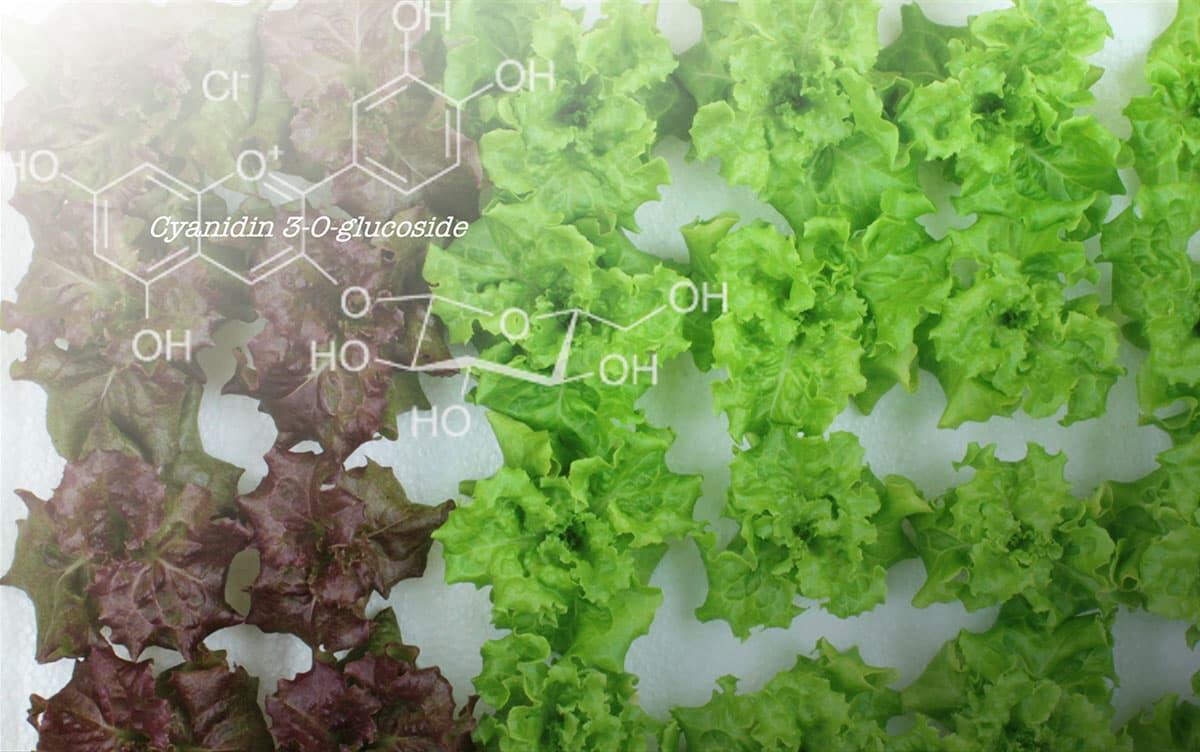 研究イメージ画像