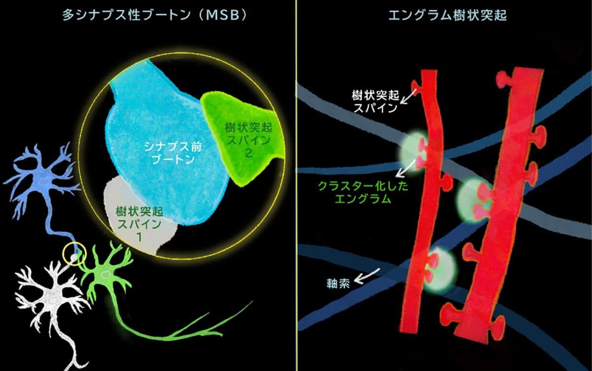 研究イメージ画像