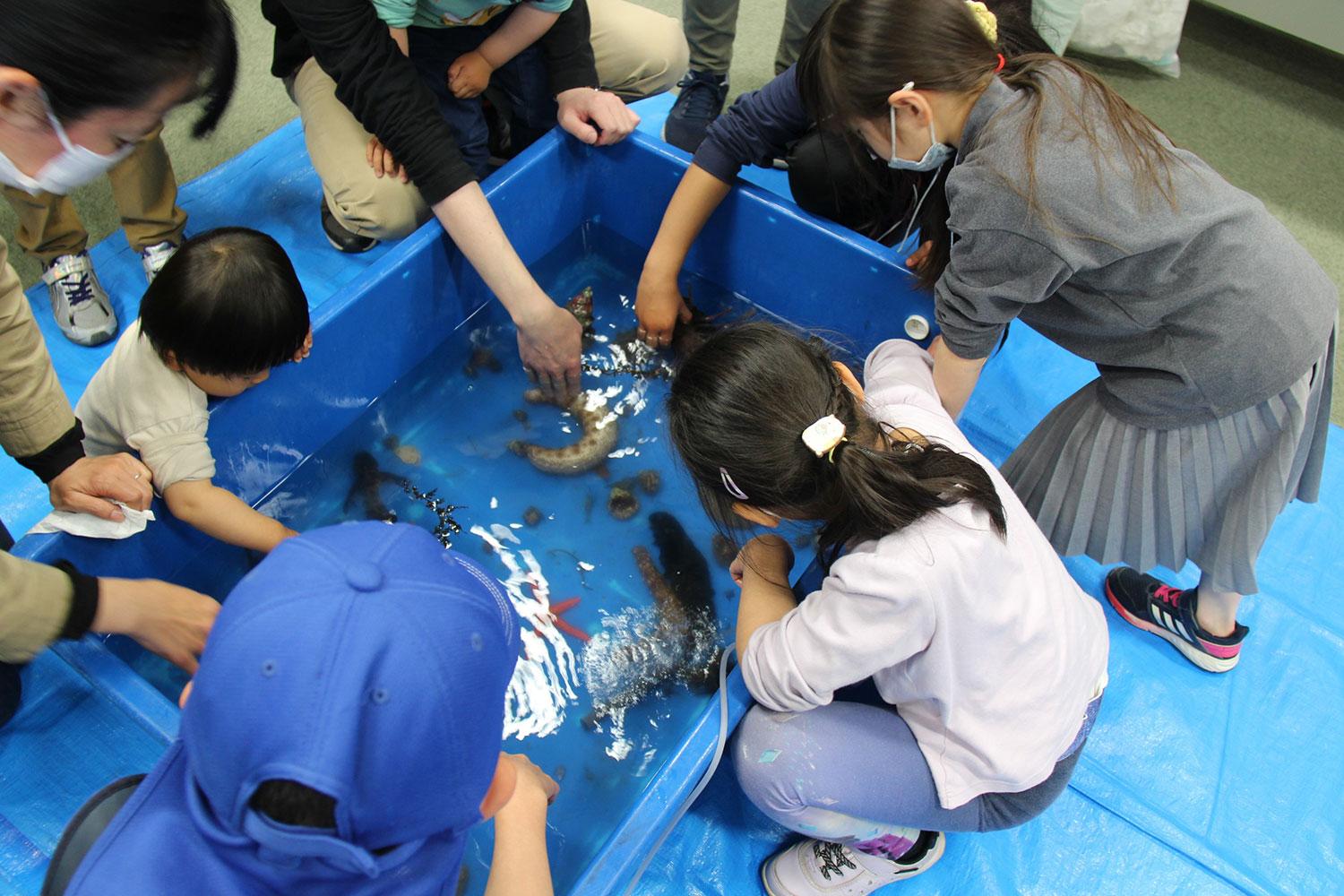 タッチプールで海の生き物にさわって、生き物を学ぼう!