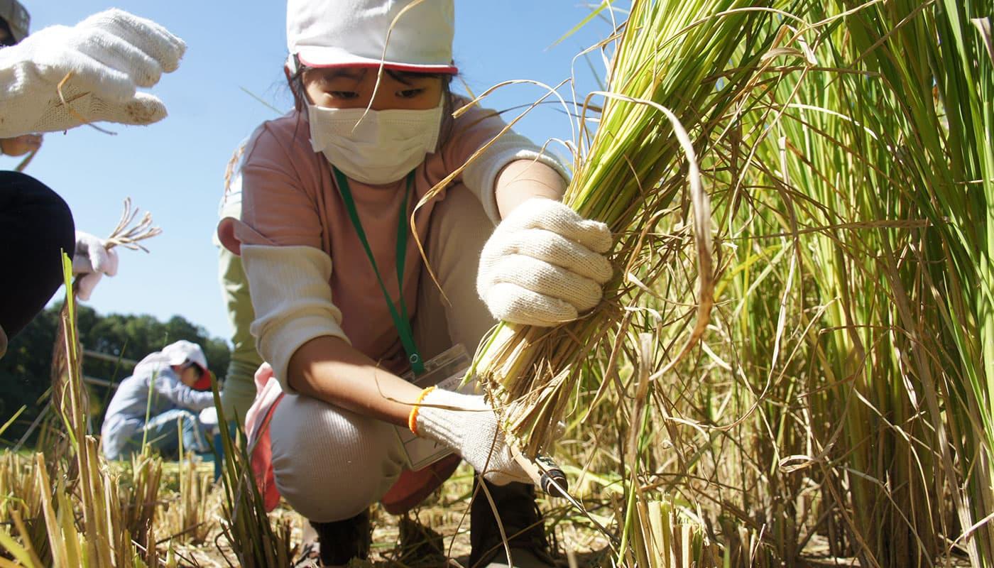 T-PIRC農場で地域の子供たちに稲刈り・脱穀体験実習を実施